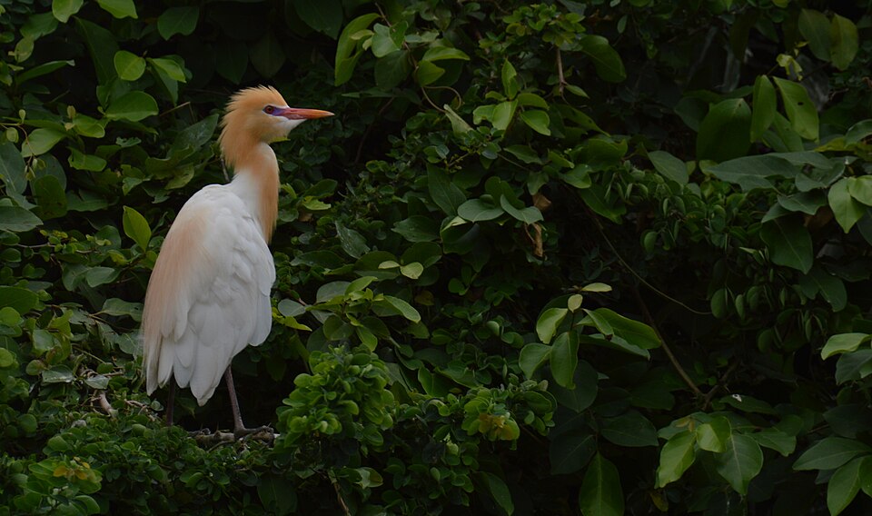 File:Migrated Bird.jpg