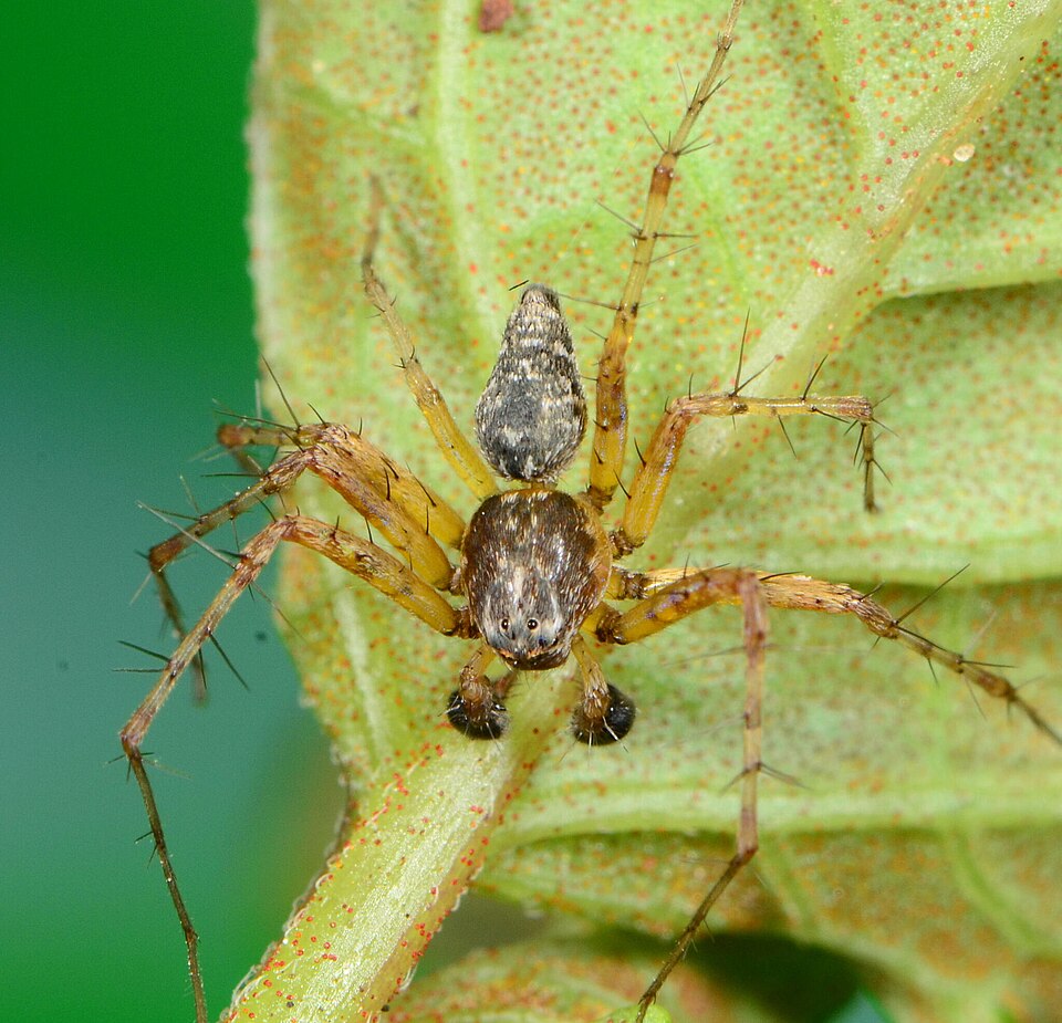 File:Oxyopes uncinatus 315183804 569357907.jpg