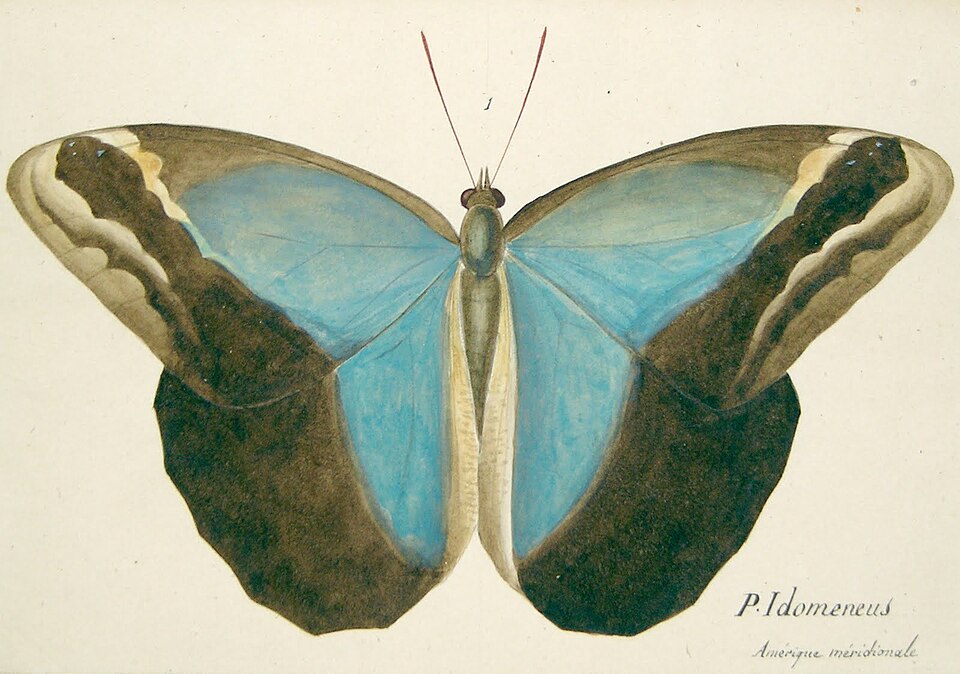 File:P Idomeneus-fremenville.jpg