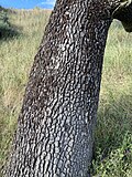 Detail of bark