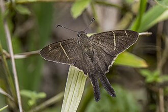 Tanna longtail Spicauda tanna Colombia