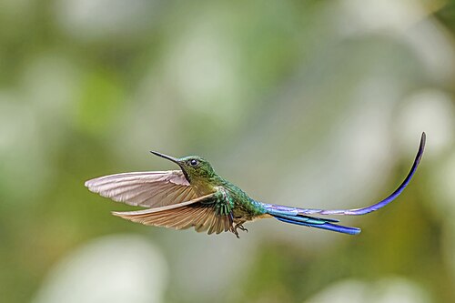 Violet-tailed sylph Aglaiocercus coelestis ♂ Ecuador