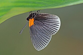 White-rayed metalmark Hades noctula Panama