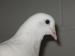 Profile picture of a pigeon.