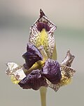 Thumbnail for version as of 19:16, 12 May 2016