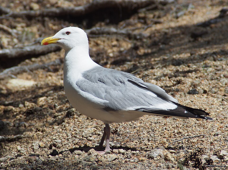 File:Восточносибирская чайка - Larus vegae mongolicus.jpg