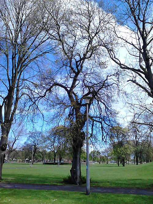 File:AZ0001 Ulmus. Duncan Place (02).jpg