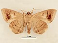 Male, ventral view