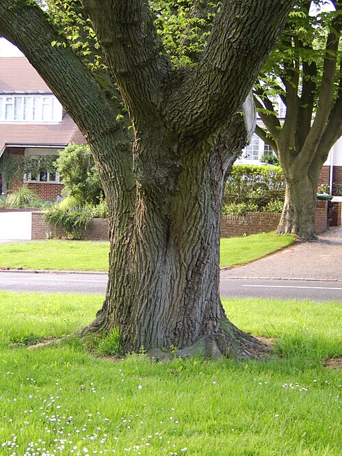 File:BH00059 Ulmus. Surrenden Road, Brighton. (6).jpg