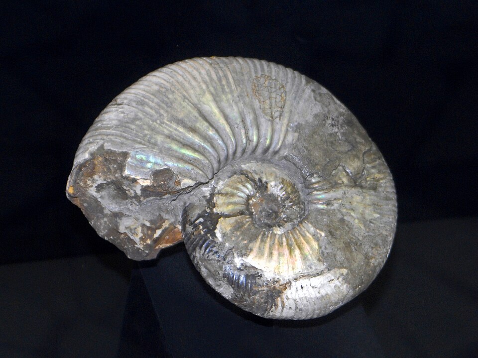 File:Douvilleiceratidae - Acanthohoplites hannoverensis.JPG