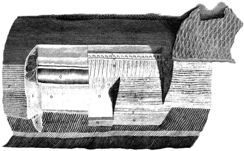 File:Hunter Electric Eel Dissection 1775.jpg