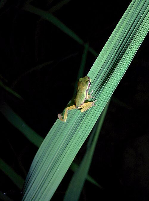 File:Hyla tsinlingensis(Subadult,top view).jpg