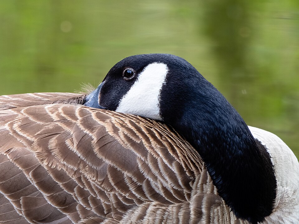 File:Kanadagans (Branta canadensis)-20190424-RM-155436.jpg