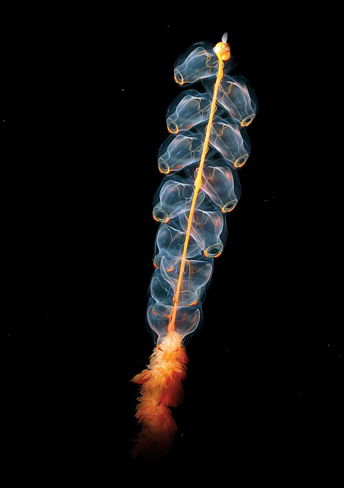 File:Marrus orthocanna.jpg