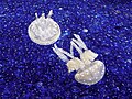 Oct 16th Jellyfish at the Monterey Bay Aquarium