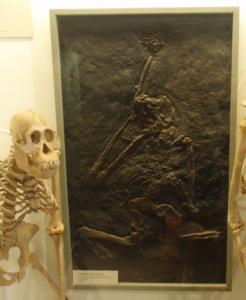 File:Orangutang & Ramapithecus 01.png