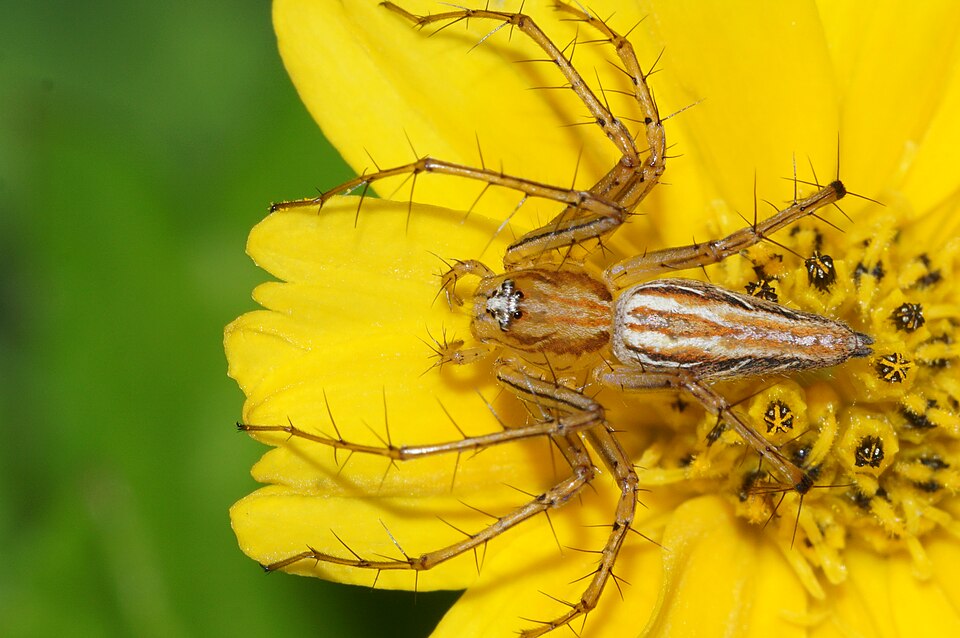 File:Oxyopes javanus 09134.jpg