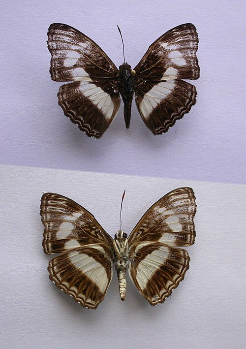 File:PM06-04 Pseudathyma plutonica (4732787908).jpg