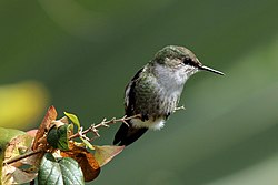 birds