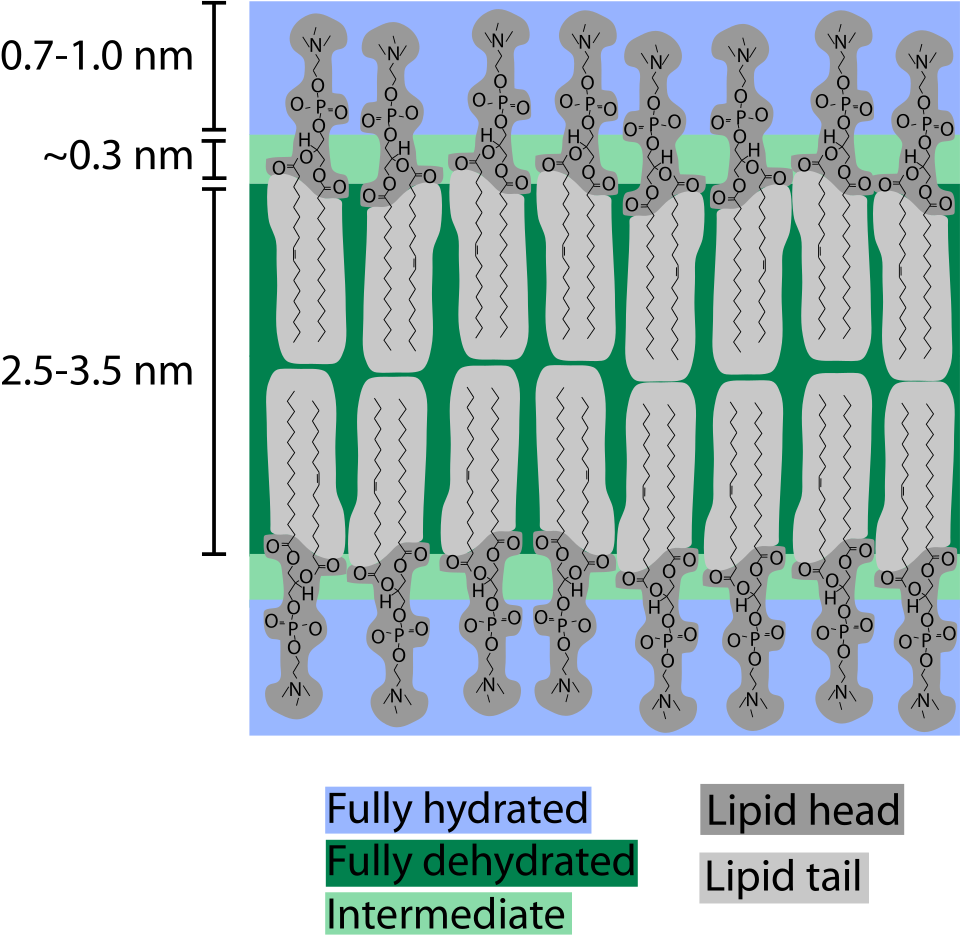 File:Bilayer hydration profile.svg