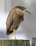 Black-crowned night heron of subspecies N. n. obscurus