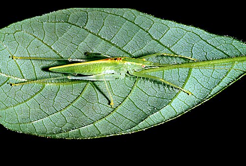 Paraphisis sp., (Meconematinae)