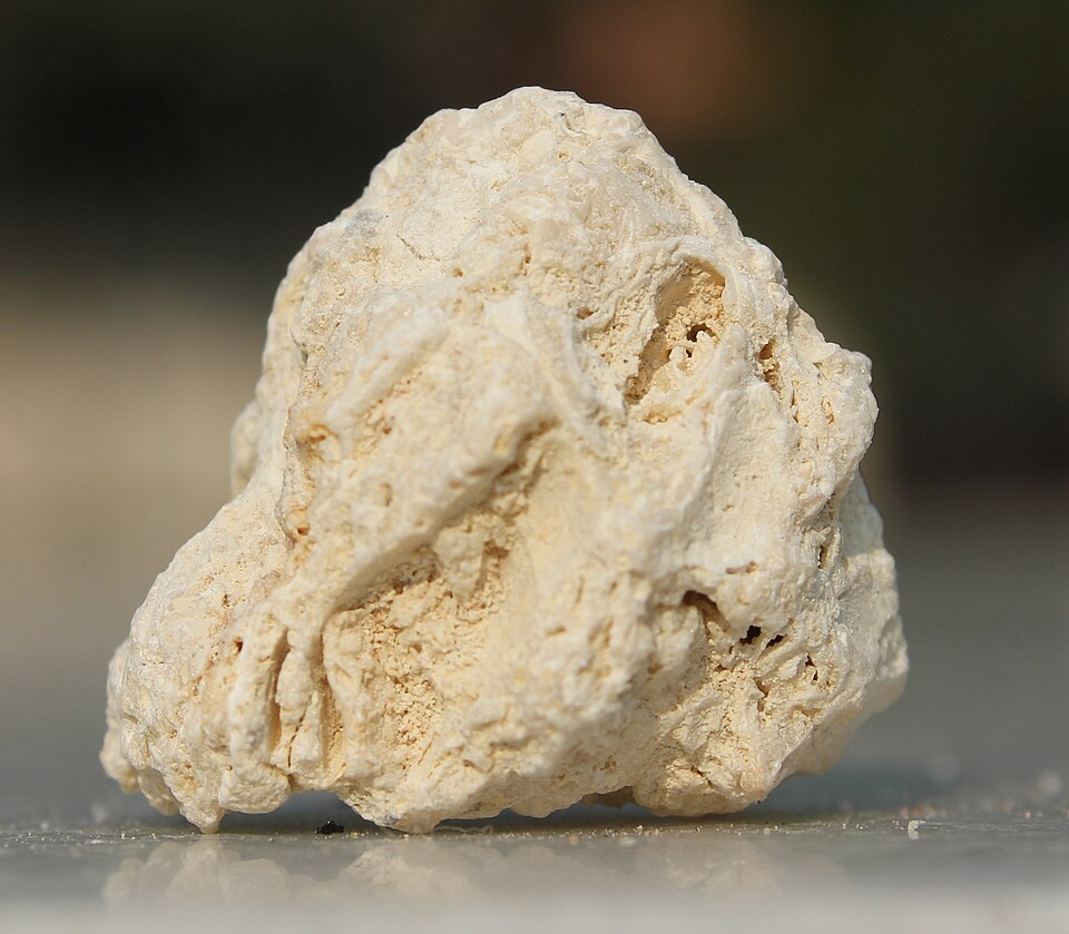 File:Fossiliferous Limestone.JPG