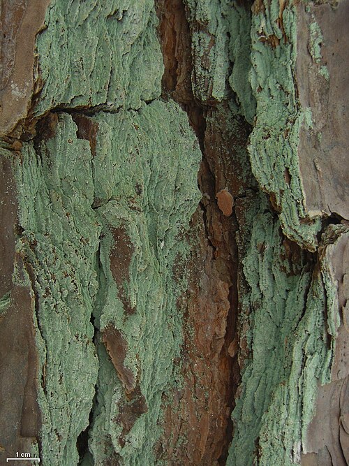 File:Lepraria harrisiana - Flickr - pellaea.jpg
