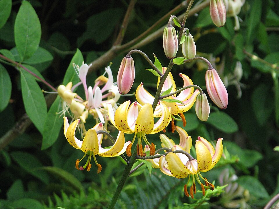 File:Lilium 'Mrs R.O.Backhouse' (cropped).jpg