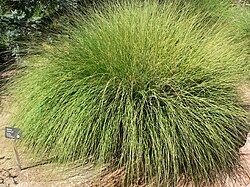 grass