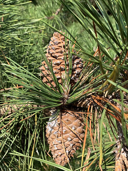 File:Pinus pungens—NYBG 04.jpg