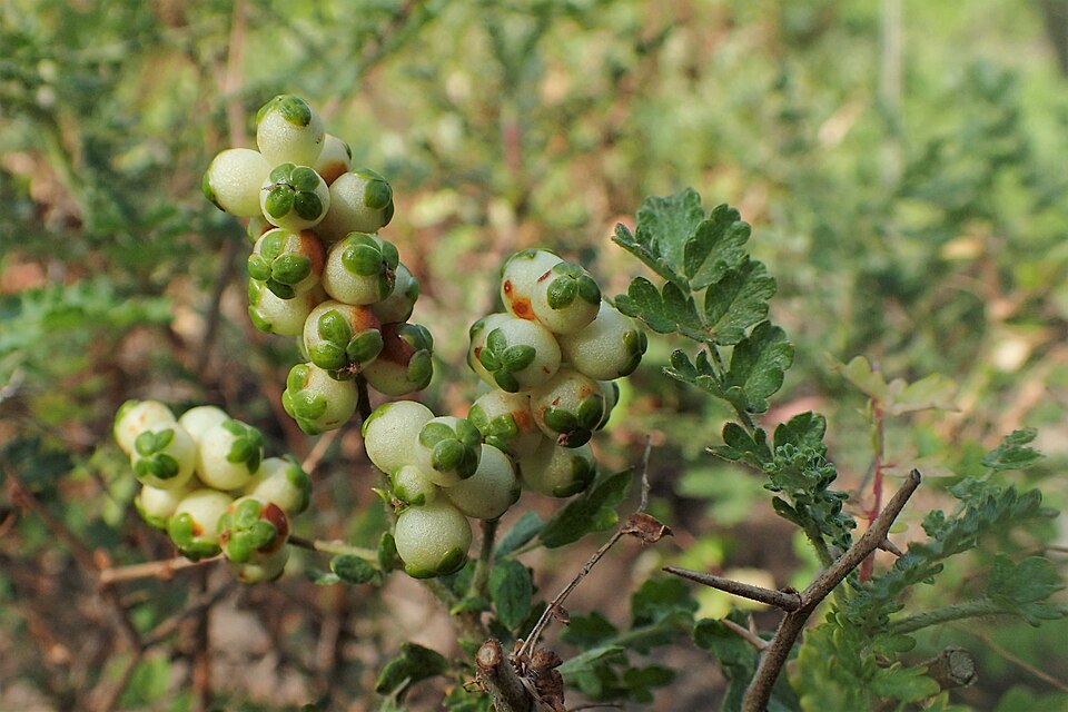 File:Sarcopoterium spinosum kz02.jpg