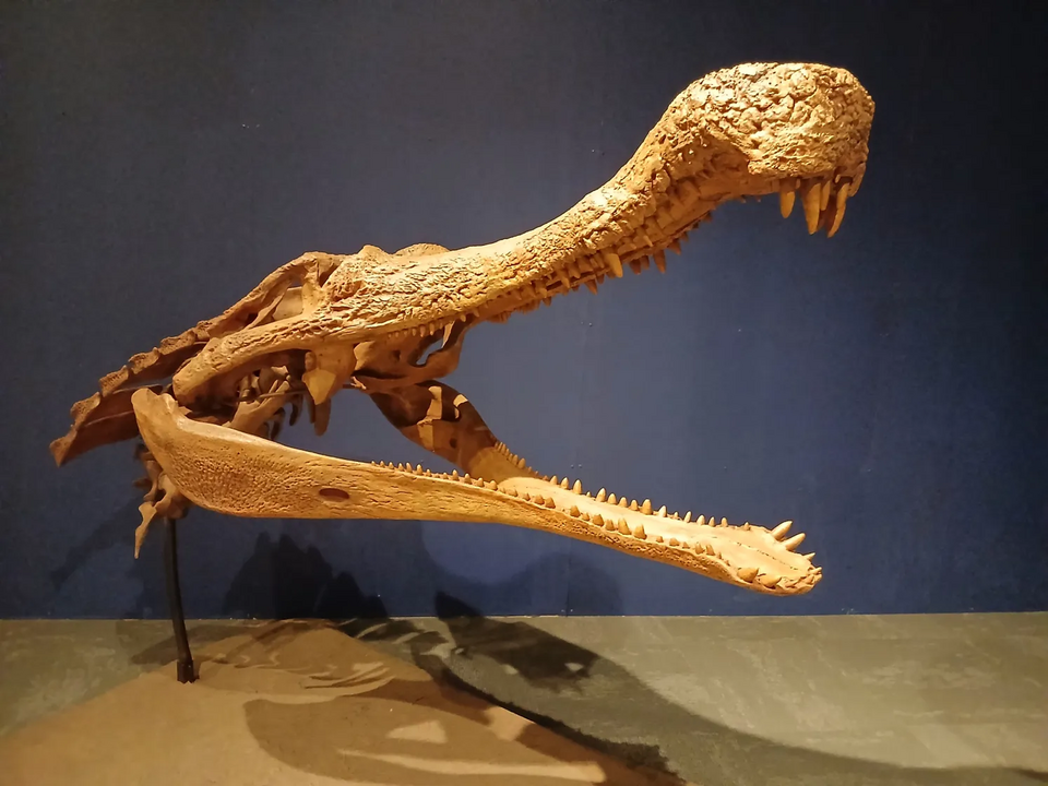 File:Sarcosuchus skull with cervical osteoderms.webp