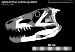 Apatosuchus skull