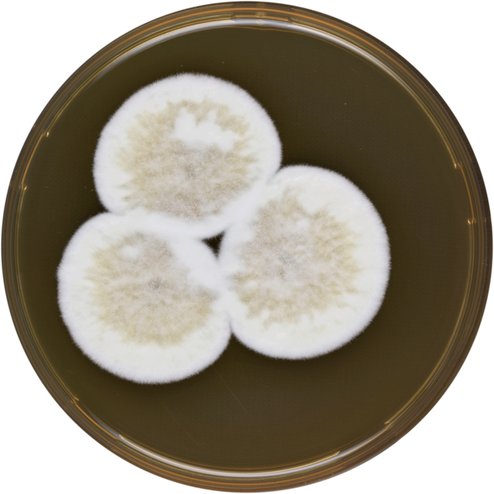 File:Aspergillus conjunctus meaox.png