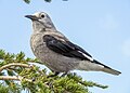 Clark's nutcracker