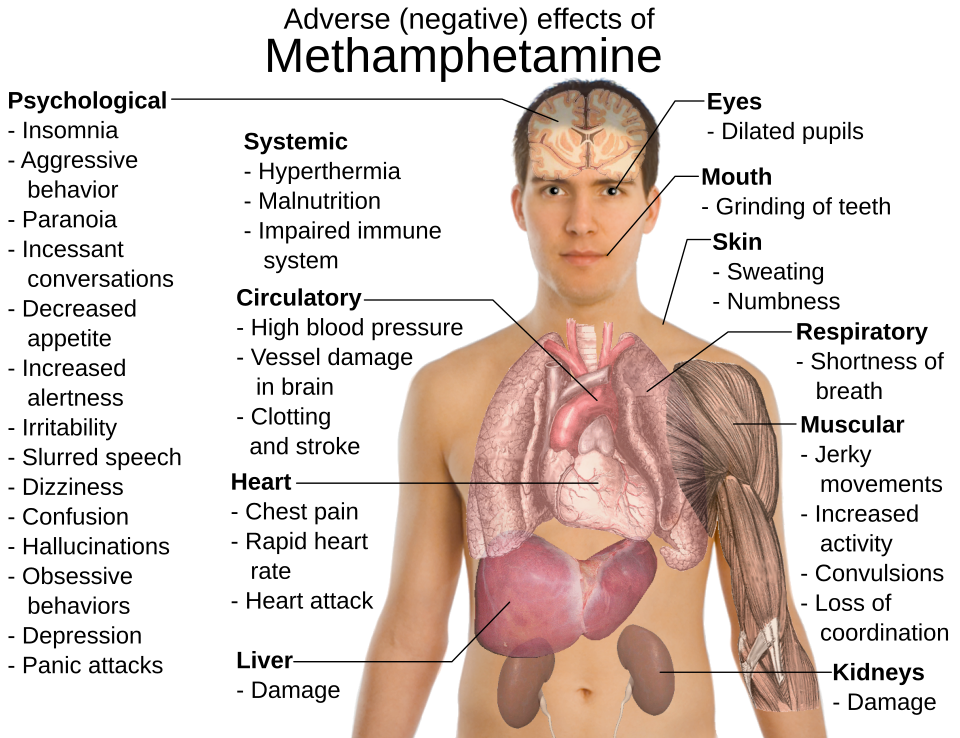 File:Effects of metamphetamine.svg
