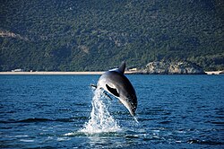 A dolphin jumps out of the water