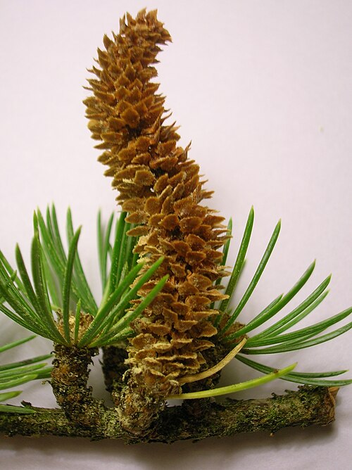 File:Male cone of Cedar of Lebanon.JPG