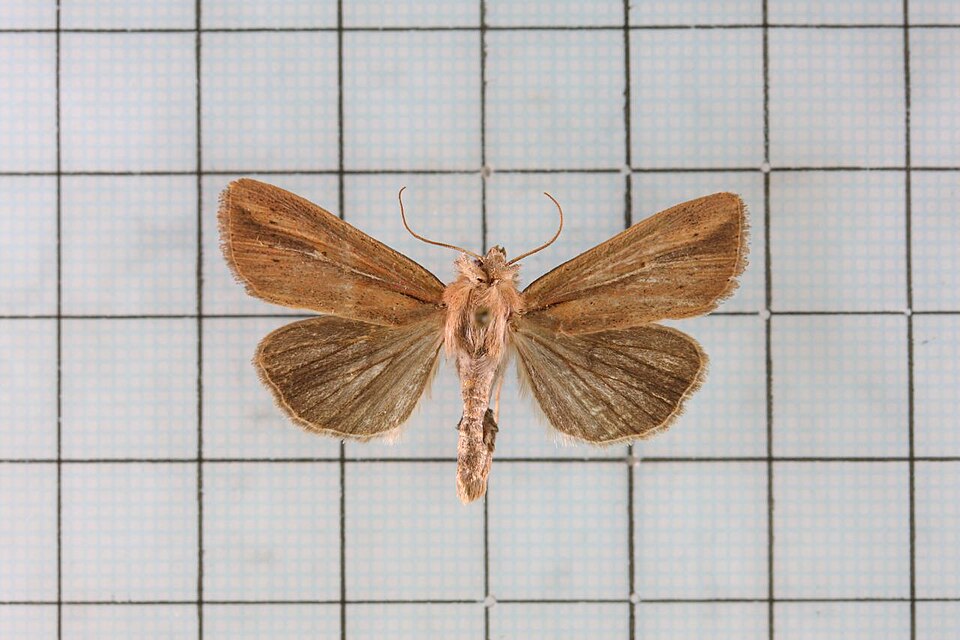 File:Mythimna pallidicosta.jpg
