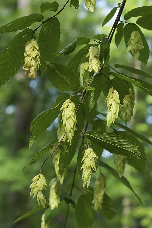 File:Ostrya virginiana 2.jpg