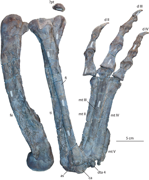 File:Right leg of Dilophosaurus.png