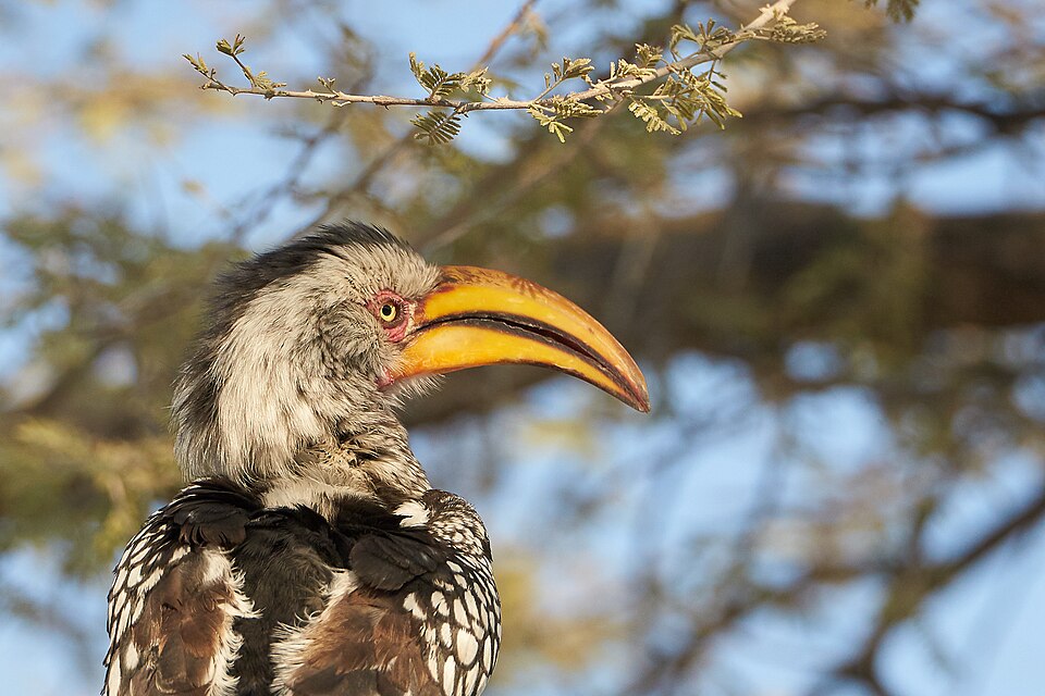 File:Southern Yellow-Billed Hornbill Beak 2019-07-25.jpg