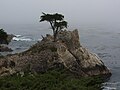 The Lone Cypress (Cupressus macrocarpa)