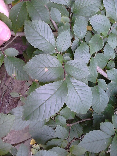 File:Ulmus. Calton Hill Park, Edinburgh (1).jpg