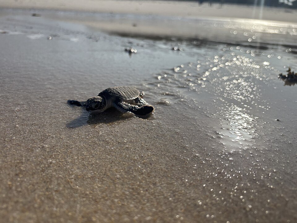 File:Baby Green Sea Turtle.jpg
