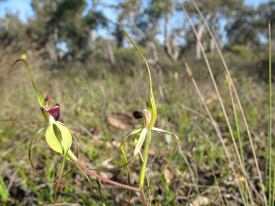 File:Caladenia uliginosa uliginosa.jpg