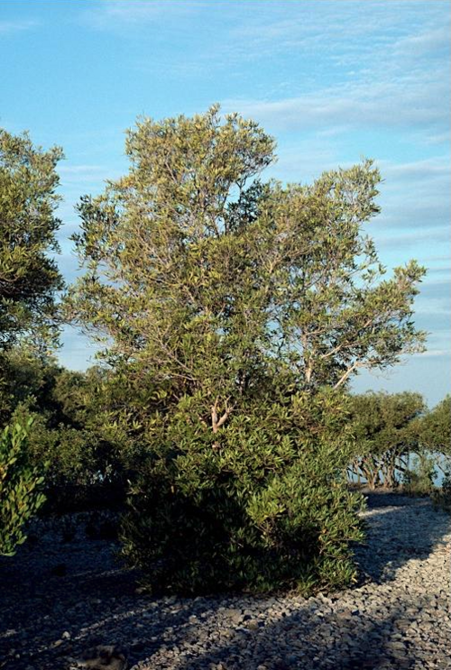 File:Camptostemon schultzii.png