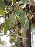 Foliage and flowers