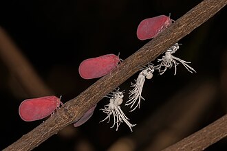 Flatid leaf bugs and nymphs (Phromnia rosea)